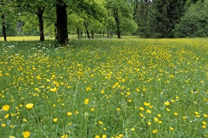 Wildflower Fields In Europe Stampe: Meadow in spring time