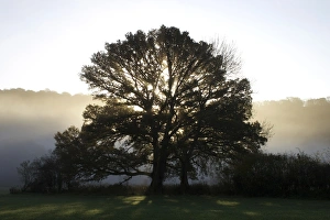 United Kingdom Nature Photography Stampe: Misty trees, Exe Valley, Devon, England, United Kingdom, Europe