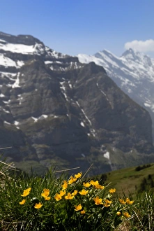 European Mountain Flowers Stampe: Mountain flowers