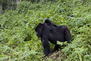 Mountain Gorilla Photography Stampe: Mountain gorilla