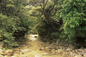 Coromandel Peninsula Stampe: Mountains stream
