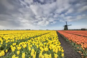 Tulip Field Photography Stampe: Multi-coloured fields of tulips at spring with windmill in the background, Schermerhorn