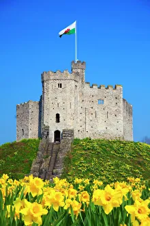 Stile Stampe: Il Norman Keep e i girasoli al Castello di Cardiffo a Cardiffo in Galles nel Regno Unito nell'Europa