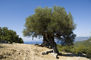 Olive Tree Landscape Photography Stampe: Very old olive tree