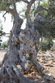 European Olive Trees Stampe: Olive tree