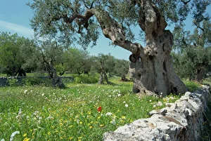 Puglia Stampe: Alberi di olivo