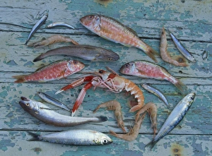 Mediterranean Seafood Stampe: Overhead view of a selection of fish