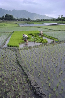 Rice Cultivation Techniques Stampe: Paddy Fields