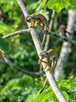 Squirrel Monkey Stampe: A pair of common squirrel monkeys