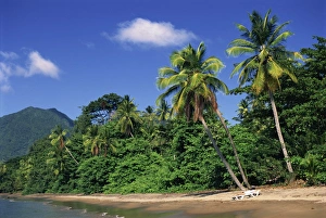 Central America Beach Vacation Stampe: Palm lined beach