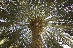 Palm Tree Silhouette Stampe: Palm tree