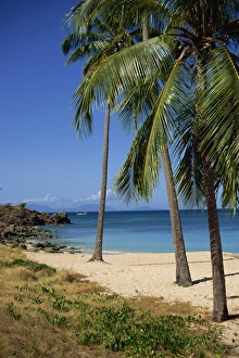 Central America Beach Vacation Stampe: Palm trees