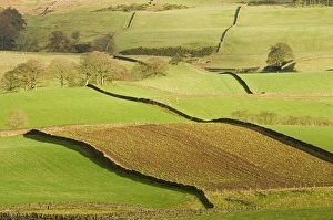 Rural England Photography Stampe: Patchwork of fields, lower slopes of Pennines, Eden Valley, Cumbria, England