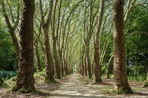 Stampe di 'Via alberata da una doppia fila di pioppi, Dominio Reale del Castello-Gaillard ad Amboise, Touraine, dipartimento dell'Indre-et-Loire, regione Centro-Valle della Loira, Francia, Europa' Indre Stampe: Percorso fiancheggiato da due file di pioppi