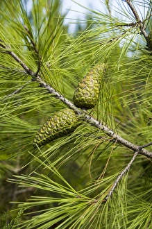 Greek Nature Photography Stampe: Pine cones and needles
