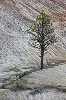 Utah Nature Photography Stampe: Pine tree growing on a sandstone ledge