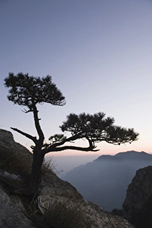 China UNESCO World Heritage Site Stampe: Pine tree silhouetted at dusk on Lushan mountain, UNESCO World Heritage Site