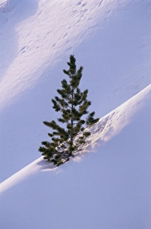 Pine Tree In Snow Stampe: Pine tree in snow