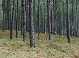 Tree Trunks In Europe Stampe: Pine tree trunks, Landes forest, near Lit et Mixe, Landes, Aquitaine, France, Europe