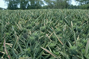 Lesser Antilles Islands Stampe: Pineapples
