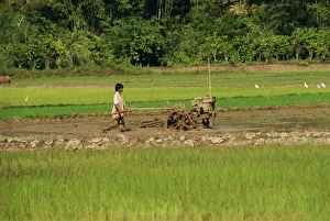 Asian Agricultural Practices Stampe: Ploughing paddy fields