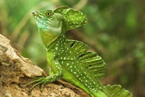 Costa Rica Stampe: Il basilisco plumato (Lizzardo Cristo Gesù)