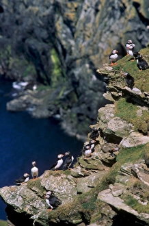UK Coastal Scenery Stampe: Puffins on cliffs