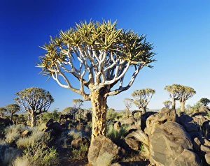 Namibian Natural Landmarks Stampe: Quivertrees
