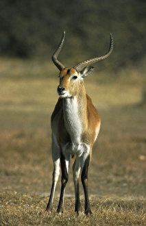 Immagini datate 8 gennaio 2000: Leccro rosso
