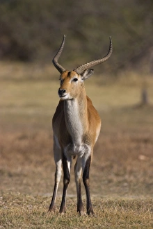 Stampe di Leccro rosso di Rediuba Koba Lecca della morena Riserva Faunistica Moremi in Botsuana in Africa Immagini datate 2003 giugno: Leccro rosso