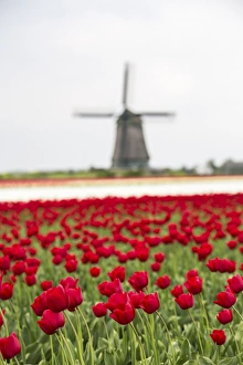 North Holland Travel Destination Stampe: Red tulip fields frame the windmill in spring, Berkmeer, Koggenland, North Holland