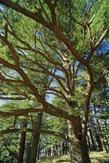 Libano Stampe: L'ultimo bosco rimasto di querci bibliche