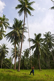 Koh Samui Travel Photography Stampe: Removing coconuts using a bamboo pole