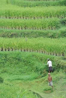 Rice Field Landscape Stampe: Rice fields
