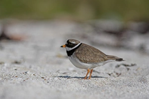 Scotland Travel Destination Stampe: Ringed plover