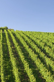 Moselle Wine Region Stampe: Rows of grape vines