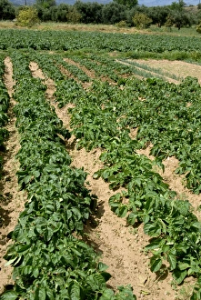 Cretan Landscape Photography Stampe: Rows of potatoes