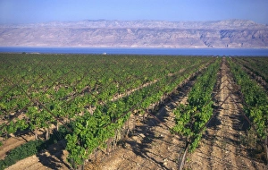 Dead Sea View Stampe: Rows of vines in vineyard