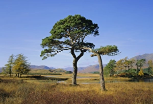 United Kingdom Rural Scene Stampe: Scots Pine Trees