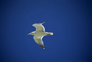 Seagull Flight Stampe: Seagull in flight