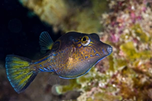 West Indies Wildlife Stampe: Sharpnose puffer (Canthigaster rostrata)