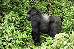 Ruanda Stampe: Orango maschio montagna di rame