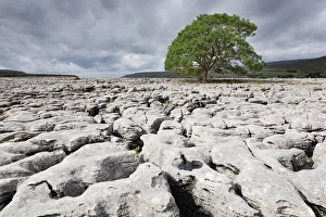 Rock Formation Erosion Process Stampe: Single tree on limestone pavement