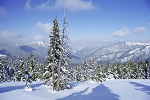 Central European Nature Views Stampe: The snow covered pines form a regular pattern along