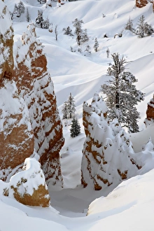Bryce Canyon Landscape Stampe: Snow, trees