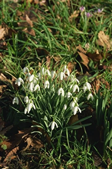 Winter Blooms Stampe: Snowdrops