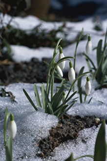 Spring Flowers Blooming Stampe: Snowdrops in spring