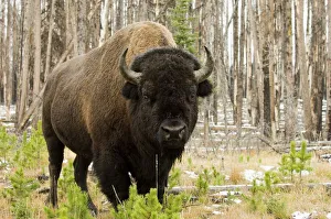 US National Parks Stampe: SP022029
