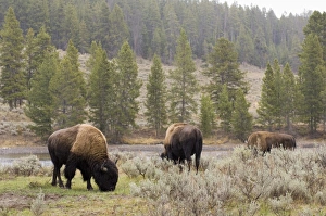 Bison In Yellowstone Stampe: SP022048