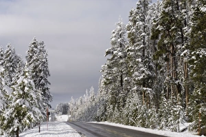 Yellowstone National Park Winter Stampe: SP022301